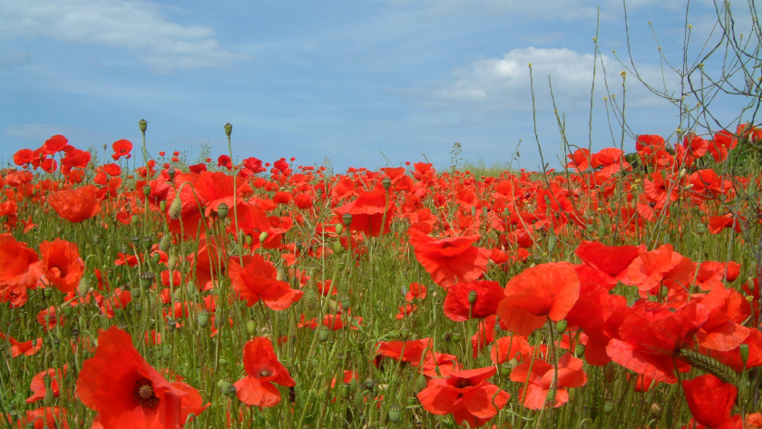 Poppy2004WorldWar1wikicommonsPoppies near Kelling North Norfolk UK